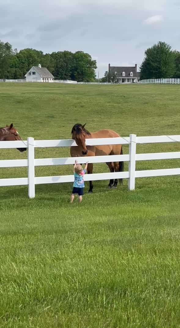 近所の牧場の馬たちと仲良しな男の子。この子が呼びかけるように声を上げながら柵をパンパン叩くと・・【アメリカ・動画】