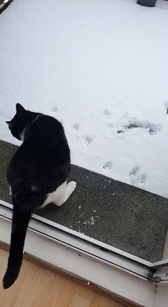 あまりの冷たさにビックリした？雪を初めて見た子猫たち。外に出たと思ったら・・すぐに戻ってきました！！【海外・動画】