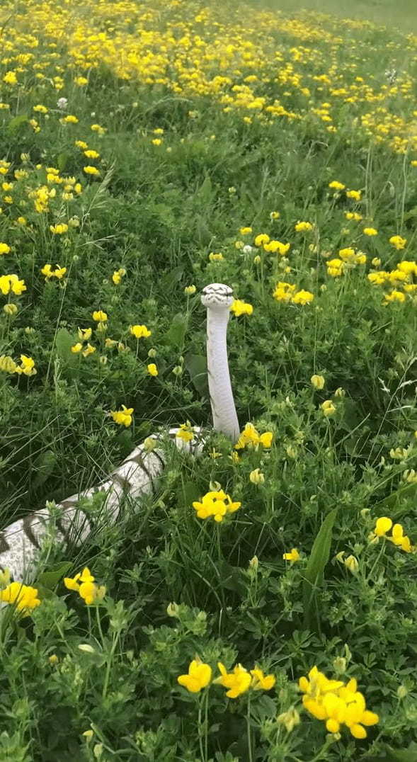 お花畑に真っ白なヘビ！これはなんだか縁起が良さそうなシチュエーション【海外・動画】