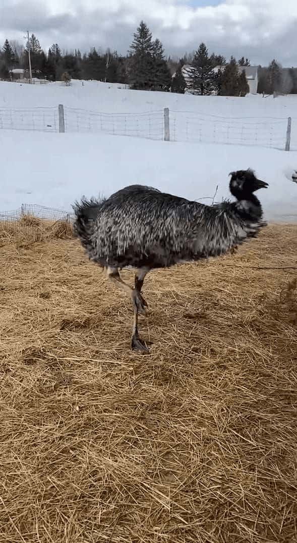 巨大な鳥エミューが踊っている？狂喜乱舞しているのは、牧場に新しい仲間がやって来たから！！