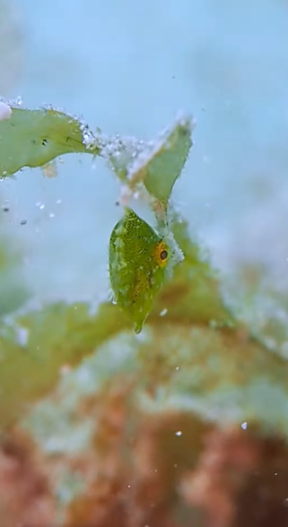 プカプカ浮く海藻のカケラ・・、いいえ違います！小さな小さな魚の赤ちゃんです！！【国内・動画】