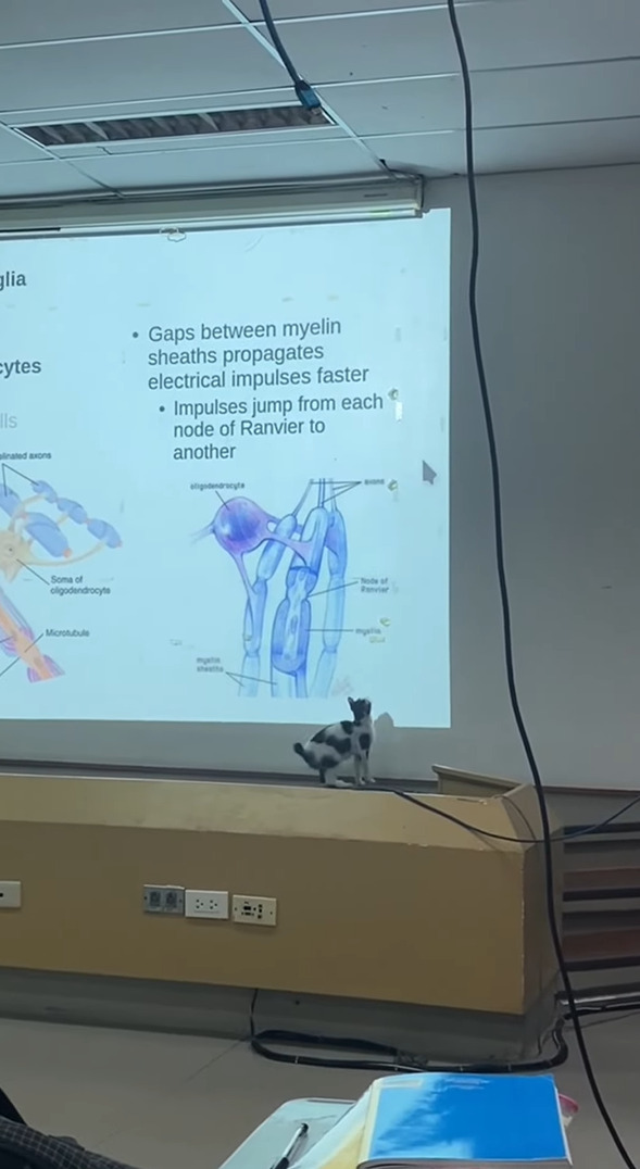 猫も勉強したい？難しい授業も熱心にスライドに写るマウスカーソルに飛びかかります！！