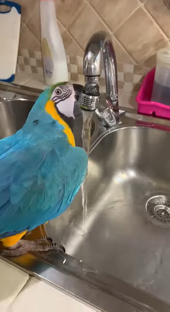 お水が飲みたいルリコンゴウインコ。なんと自分で蛇口を開いて水を出してみせました！！【海外・動画】