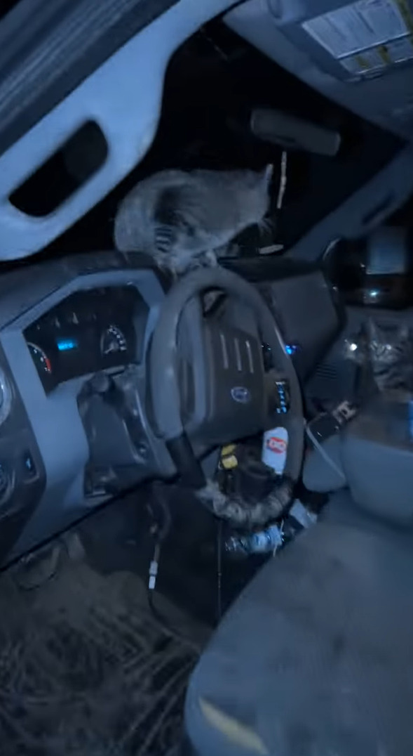 トラックの運転手さんが窓を開けたまま車を離れ戻ってみると車内が大変なことに！！かわいいギャングに占拠されてしまった！？【アメリカ・動画】