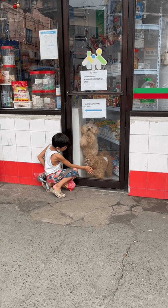 「一緒に遊ぼ！」店内からシーズーたちが窓をカキカキして、外にいる男の子に猛アピール！！【海外・動画】