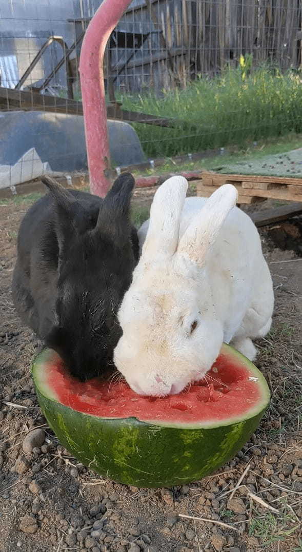 シャクシャクと食べるのが止まりません！口の周りを真っ赤にしてスイカを熱心に食べ続けるウサギたち【アメリカ・動画】