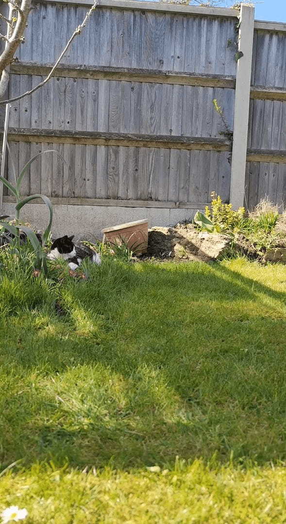 庭でのんびりしていたところ、焦ったように駆け出した猫。実はこの時、意外な子に襲撃をかけられていたのです！！