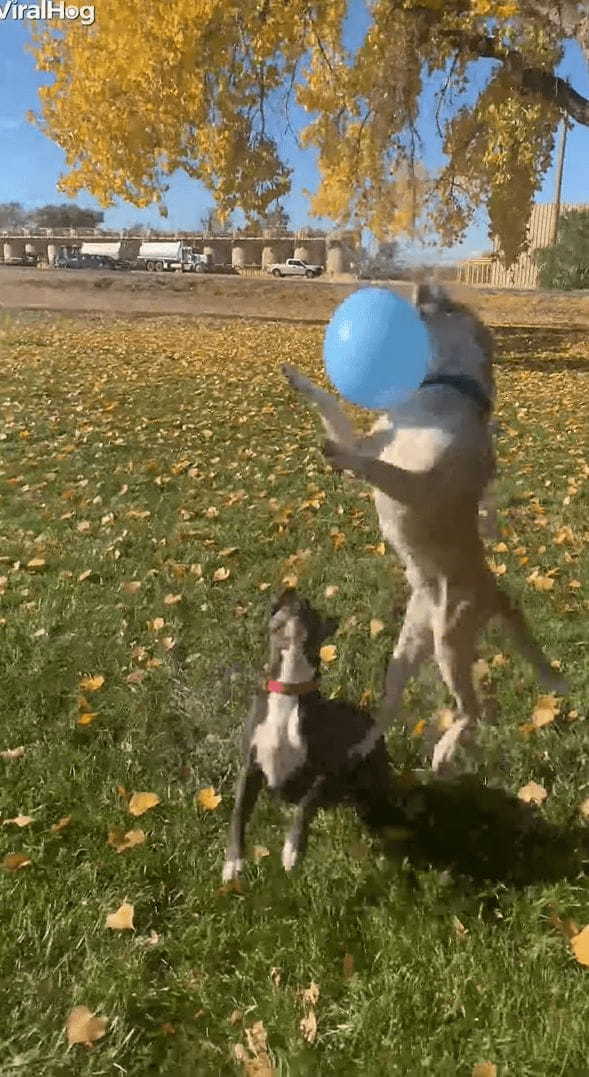 風船でバレーボールを楽しむ子犬たち。3匹で楽しそうにトスを上げていましたが・・・、みんな元気すぎたようです