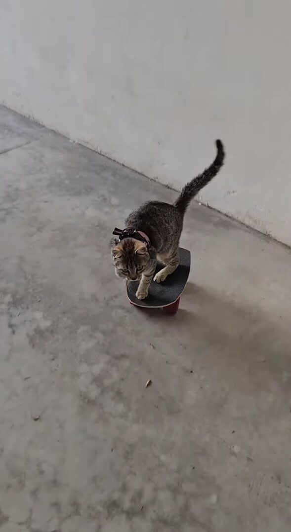 子猫の特技はスケートボード！？カーブして壁も避けちゃいます！！【海外・動画】