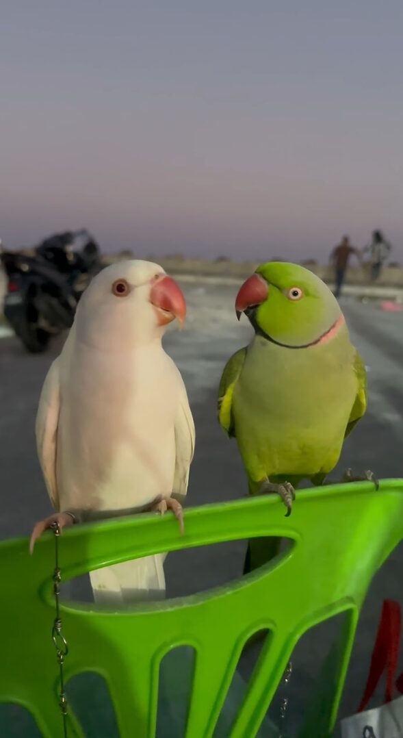 インコたちのデートスポットは椅子の上。背もたれに一緒に乗ってイチャイチャが止まらない！！