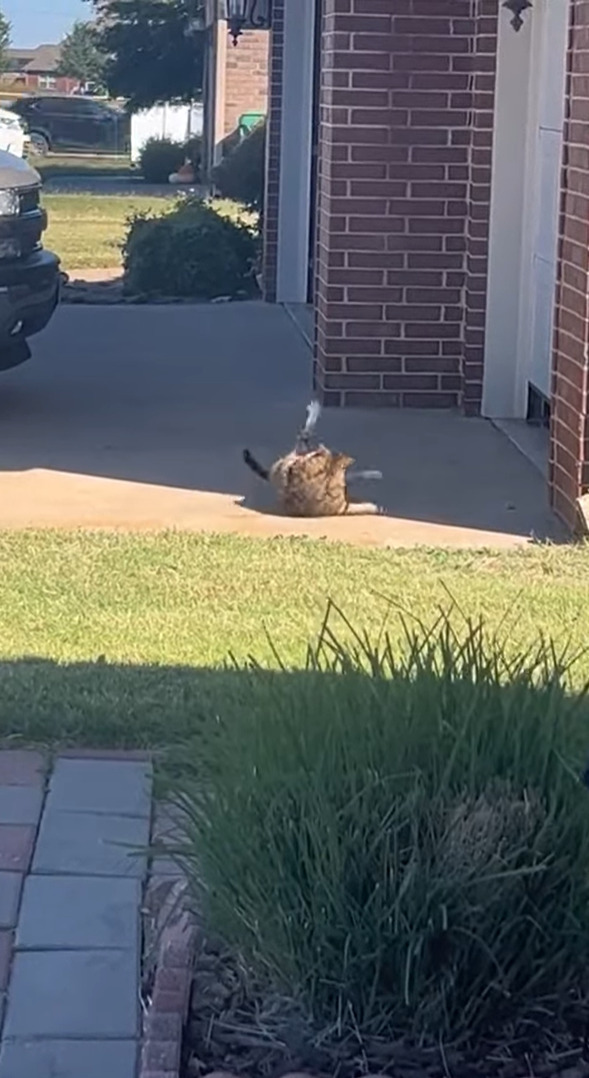 日向ぼっこをする猫。ヘソ天で寝転がるこの子はじっとできないのか、ずっと後ろ足を右に左にと揺すっています【アメリカ・動画】