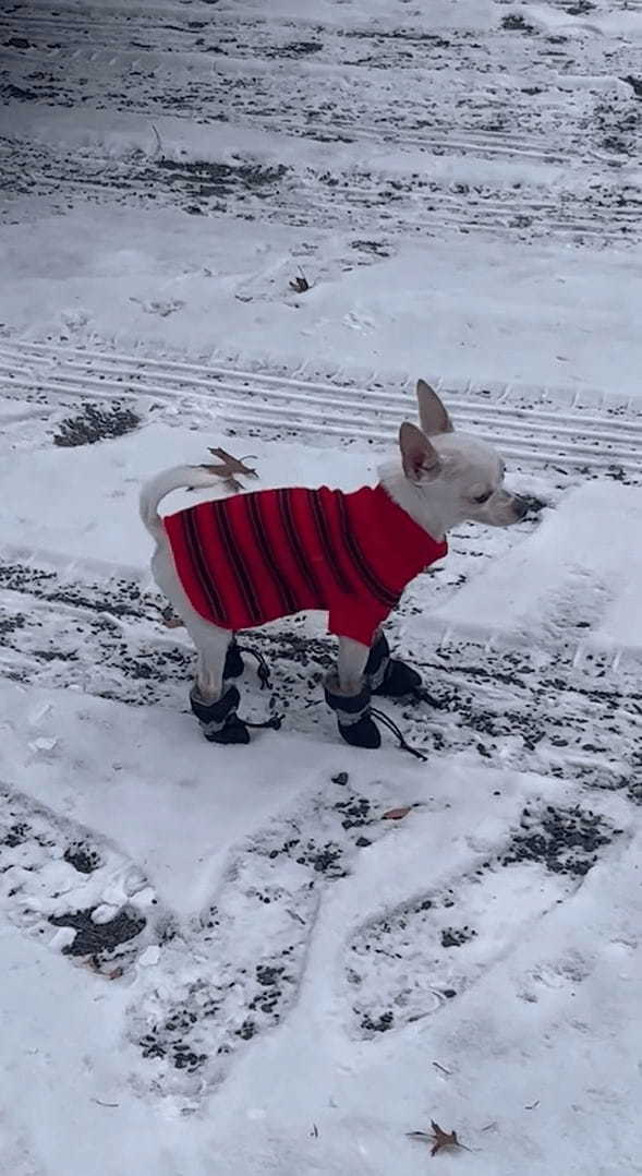 雪の中を歩くチワワ。ブーツを履かせてもらったので安心して歩き回れます！！【アメリカ・動画】