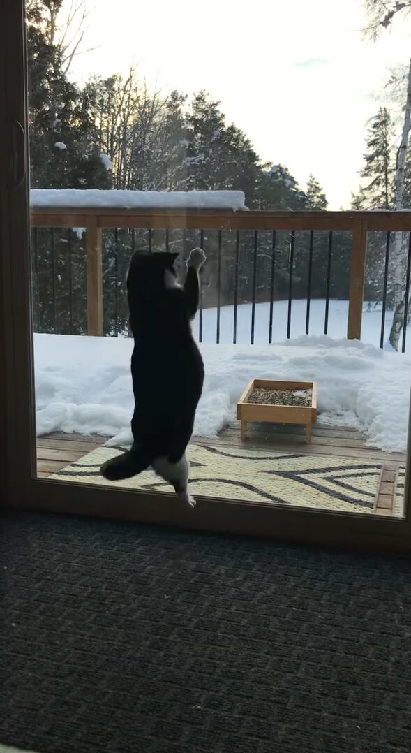 窓の外を眺める猫。雪景色を楽しんでいるのかと思いきや・・急にエキサイティング！！いったい何が？？