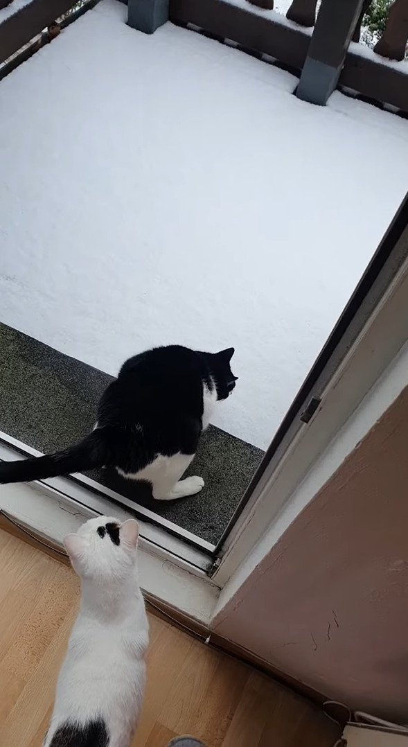 あまりの冷たさにビックリした？雪を初めて見た子猫たち。外に出たと思ったら・・すぐに戻ってきました！！【海外・動画】