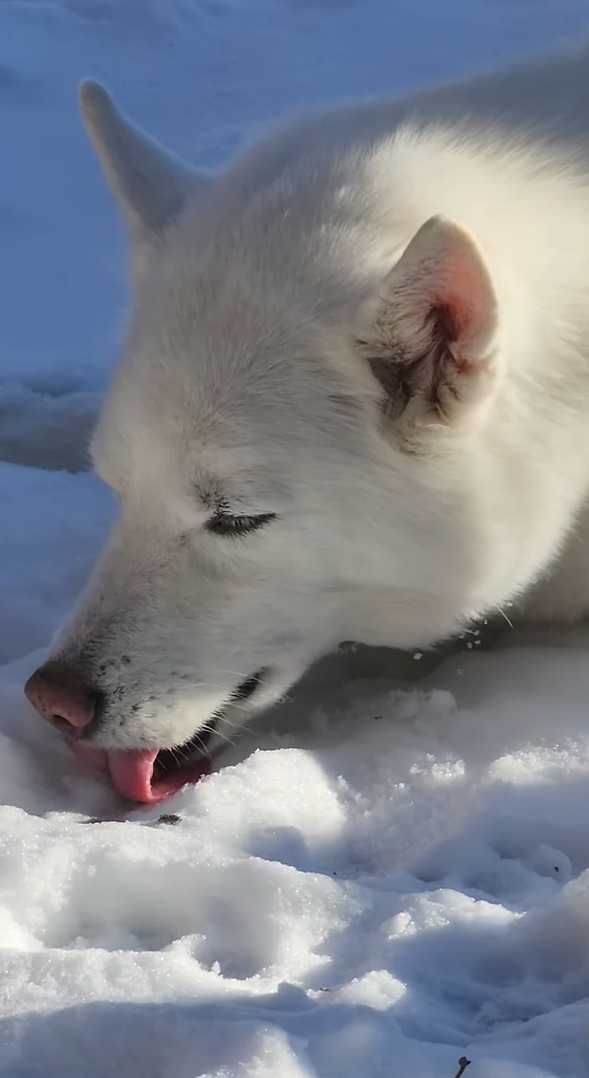 雪が降った後の庭にうずくまるハスキー犬。これでも雪を楽しんでいるようですよ？【アメリカ・動画】