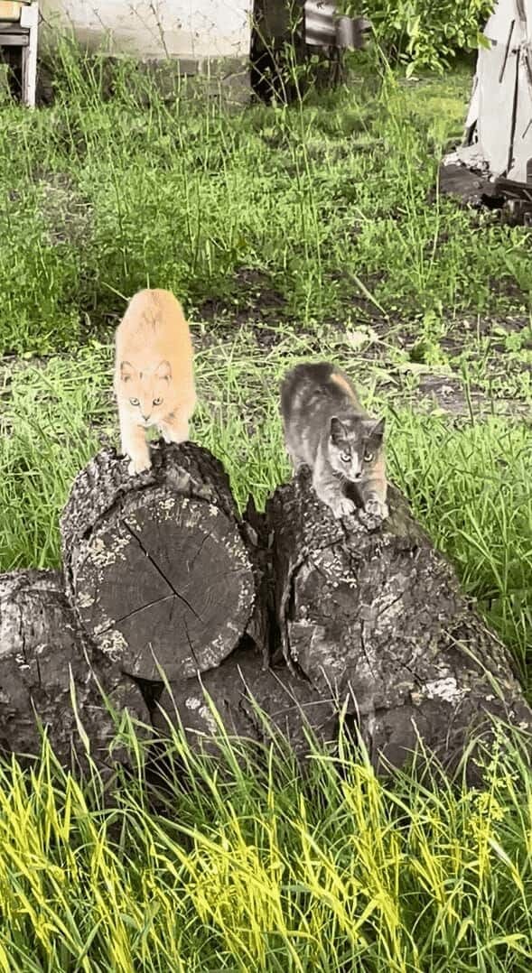 ネコが丸太をふみふみ！隣りの丸太にも1匹やって来てふみふみ！！