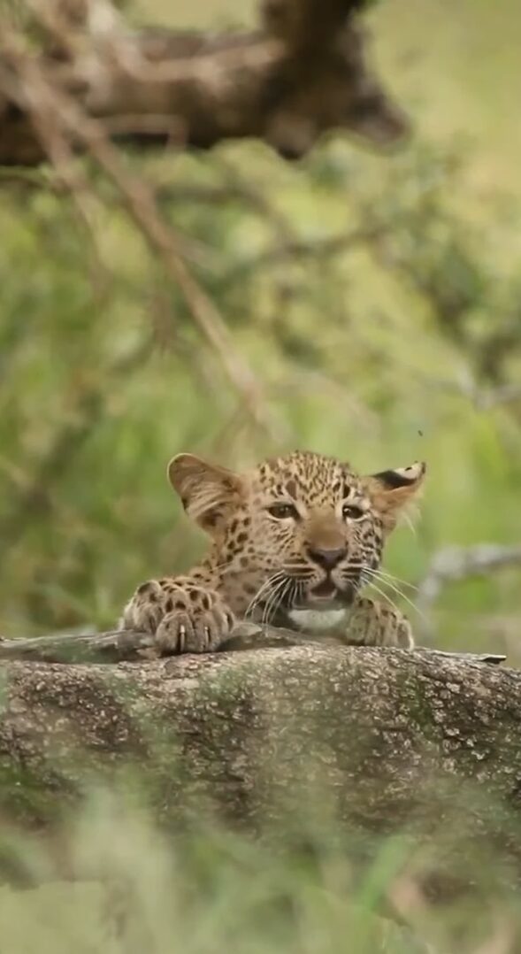 ひょっこり顔をのぞかせたかわいい子はネコ？いや・・ヒョウだ！！【海外・動画】