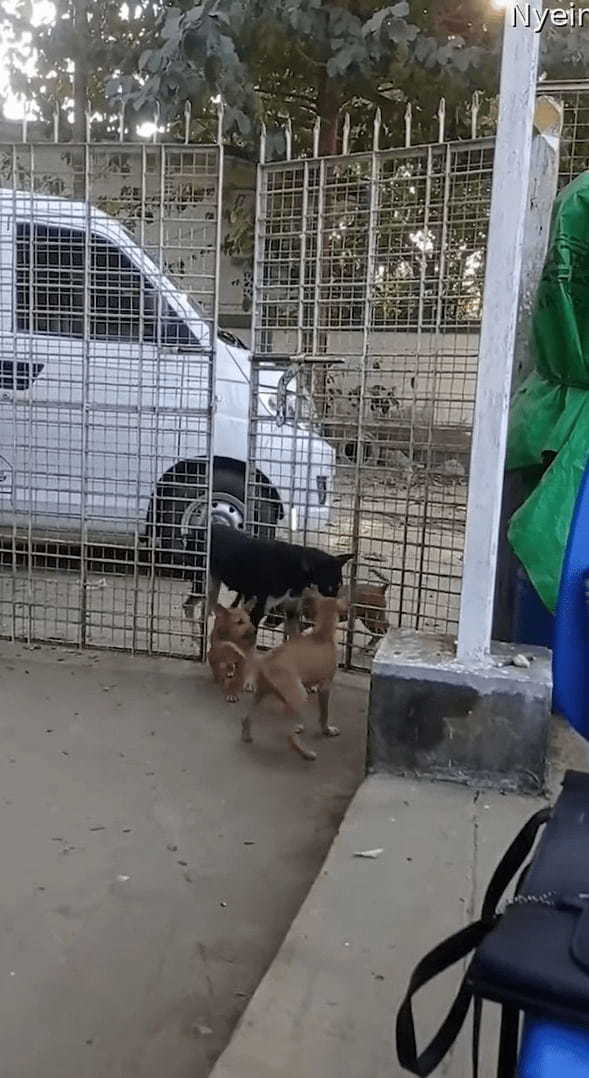 外から帰って来た愛犬とそのお友達。まさかの方法でゲートを開けて家に入ってきましたよ！！【海外・動画】