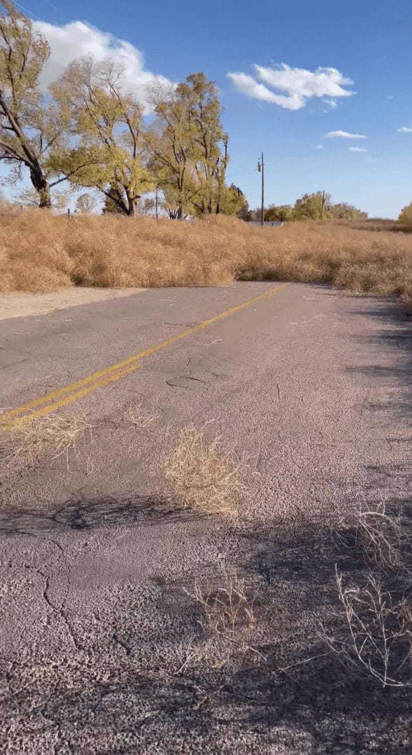 強い風に煽られるように道路に姿を見せる枯れ草。西部劇で見たような光景ですが、タンブルウィードと呼ばれる「ある特性」のある植物なんです！！