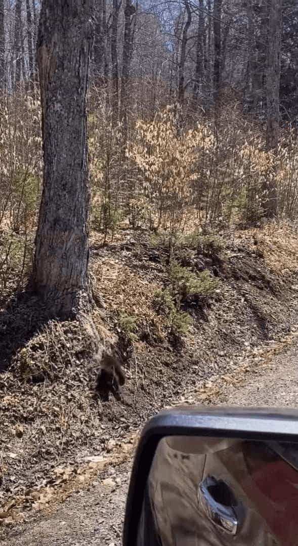 ママが近くにいるのかな？クマの赤ちゃんは道沿いの木から降りると、道路を横断して森の中へと消えていきました！【海外・動画】