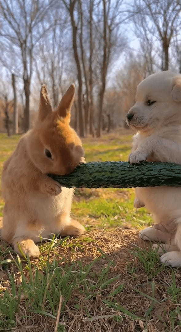 なんだかふたりともぬいぐるみみたいにかわいい！ズッキーニをもぐもぐするウサギとそれを見守る子犬