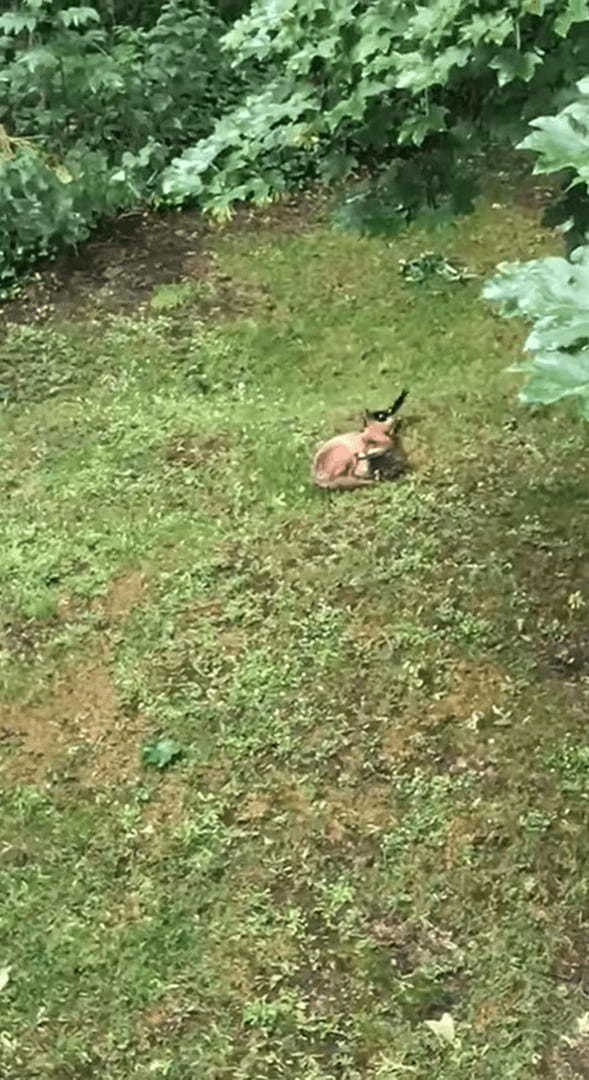 キツネにちょっかいを出すカササギ。キツネの死角からチョイっと突いては離れて・・。その動きはキツネをからかっているみたい【海外・動画】