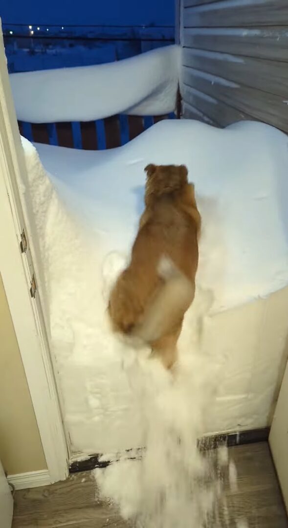 玄関前に積もった雪。雪かきも大変そうと思ったら・・愛犬が雪に向かってダイブ！！【海外・動画】