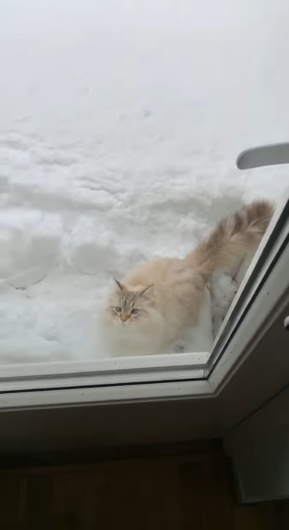 猫だって雪が降れば庭駆け回る？？寒さに弱いどころか雪が積もった庭に向かって元気に走っていきました！！【海外・動画】