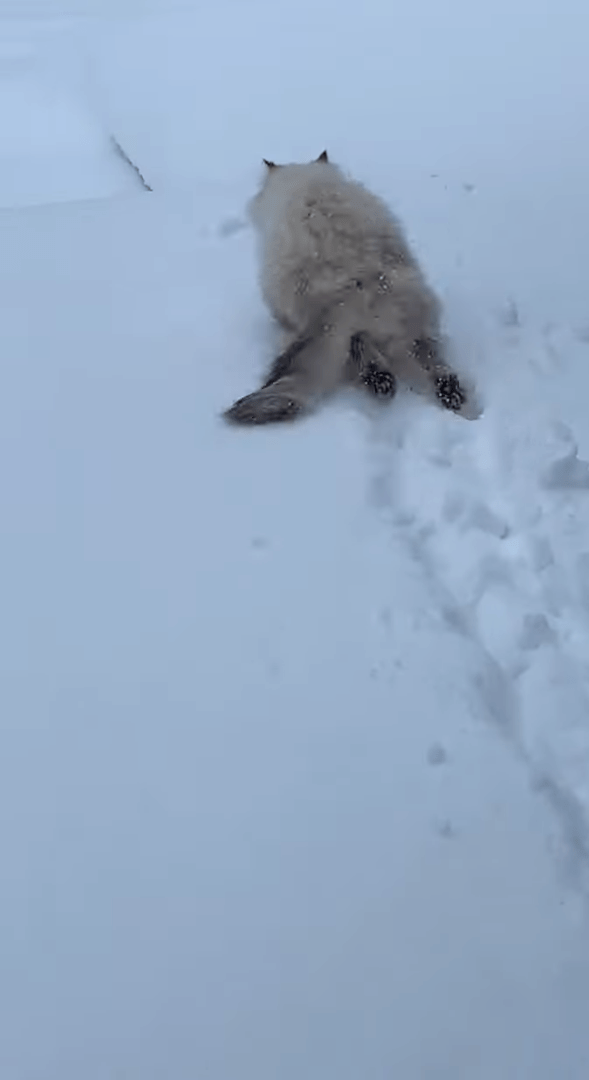 猫だって雪が降れば庭駆け回る？？寒さに弱いどころか雪が積もった庭に向かって元気に走っていきました！！【海外・動画】