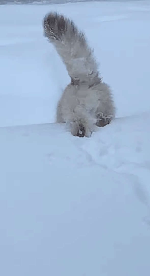 猫だって雪が降れば庭駆け回る？？寒さに弱いどころか雪が積もった庭に向かって元気に走っていきました！！【海外・動画】