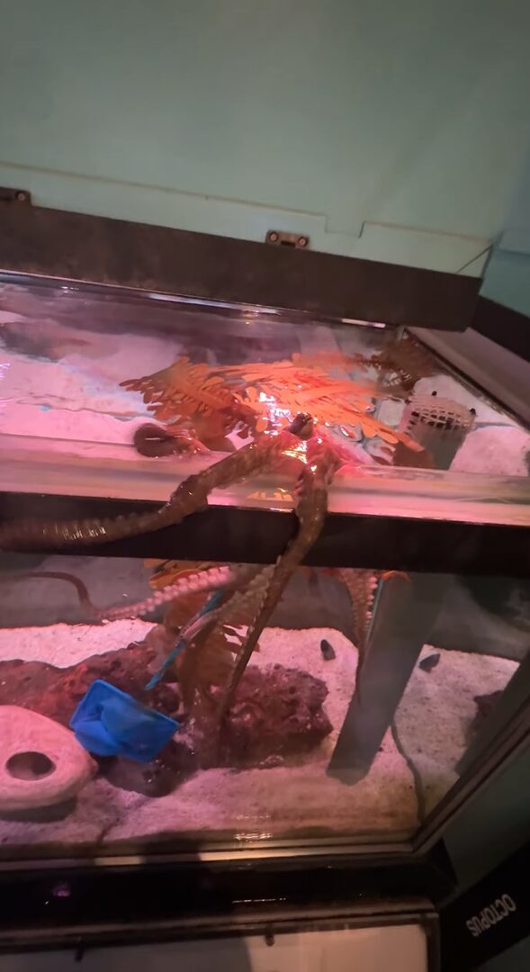 水槽から脱走を目論んだタコ。押しとどめようとしたところ・・、すくい網を奪われた！！【アメリカ・動画】