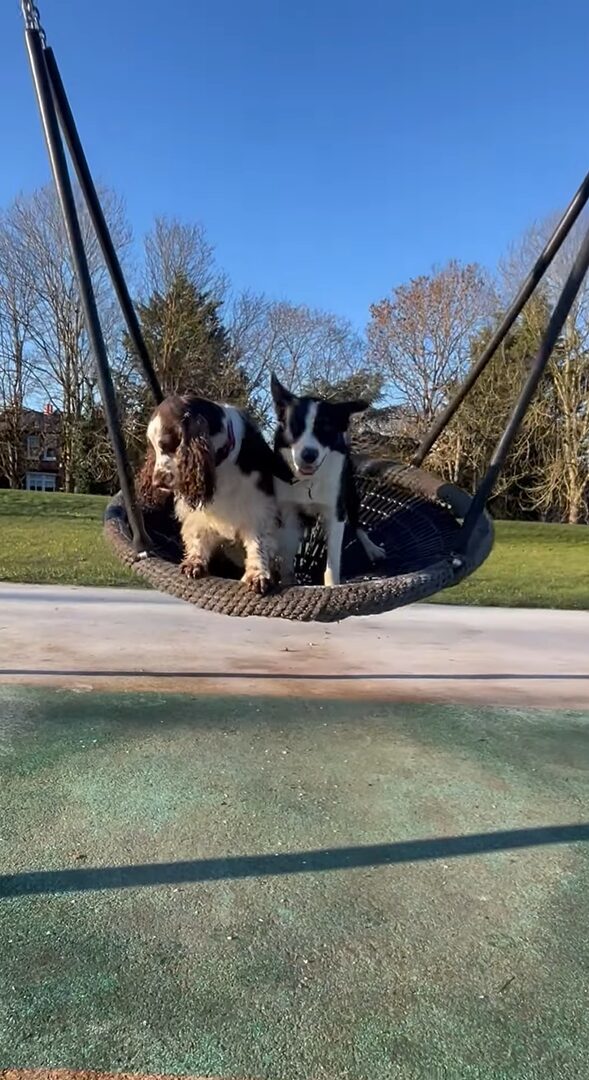 ブランコが大好きな愛犬たち。公園で見つけるとさっそく2匹で飛び乗った！！【海外・動画】