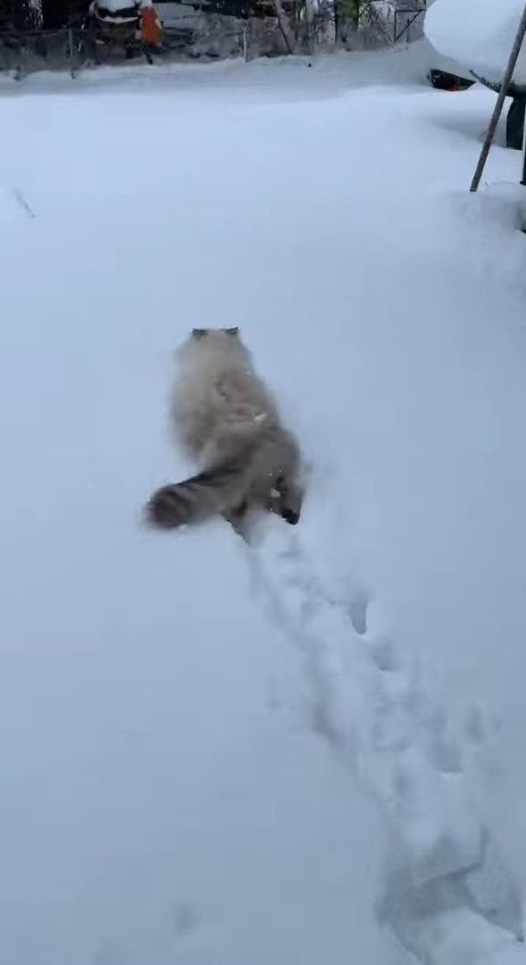 猫だって雪が降れば庭駆け回る？？寒さに弱いどころか雪が積もった庭に向かって元気に走っていきました！！【海外・動画】