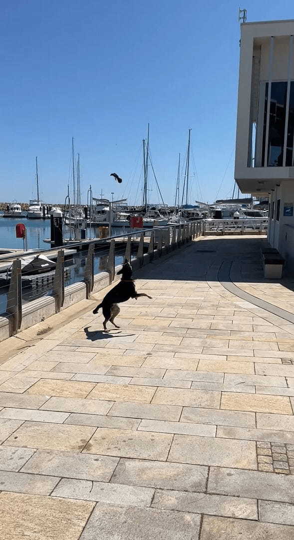 野鳥に犬はすっかり翻弄されている？頭上を自在に舞うセキレイに困っているように吠えかかっています