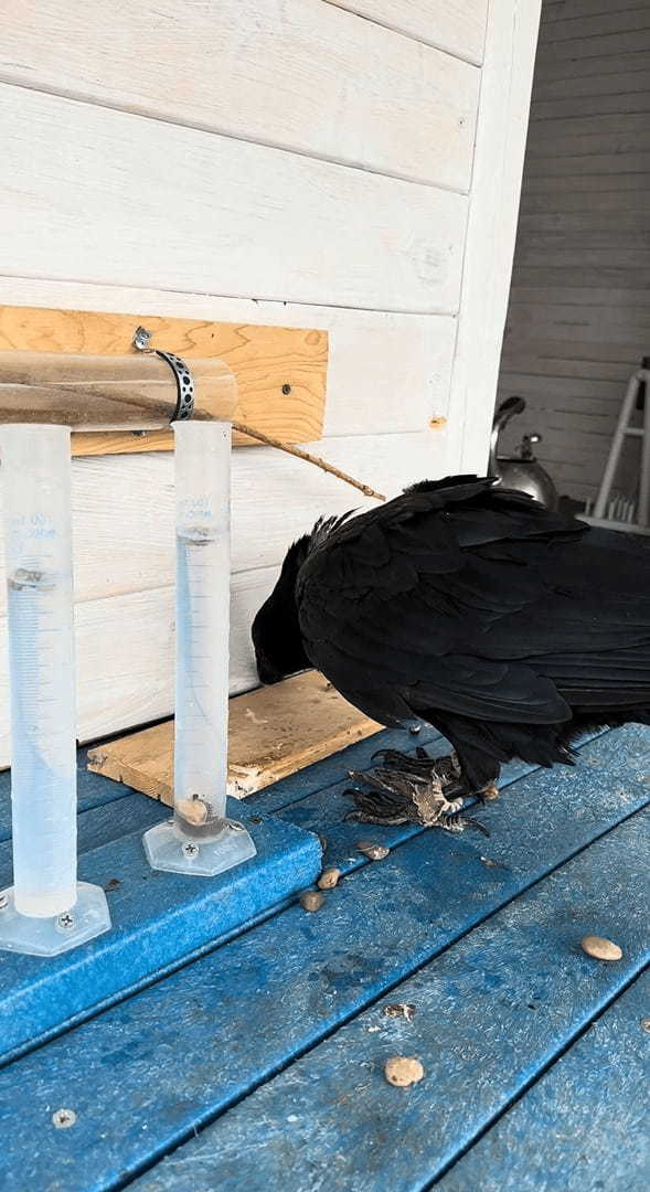 このカラス賢い！シリンダーの水を飲みたいので知恵を張り巡らせました！！