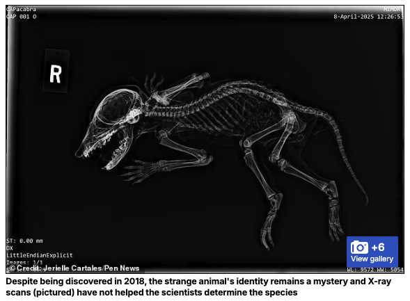 謎のミイラ「カパカブラ」の正体は?人間のような手を持つミイラ化した生物を発見!