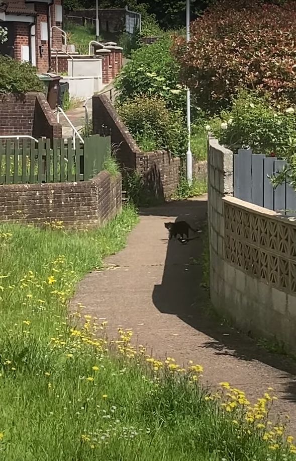 だるまさんがころんだでもしているの？猫の後ろをずっと付いていくカササギ。ところが猫が振り返るとその度に・・