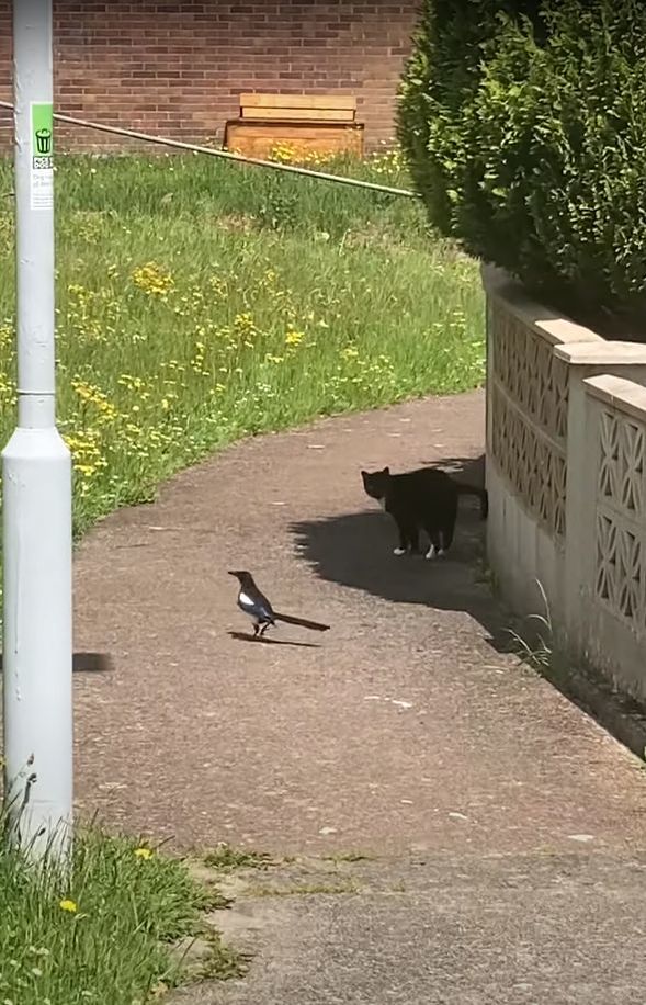 だるまさんがころんだでもしているの？猫の後ろをずっと付いていくカササギ。ところが猫が振り返るとその度に・・