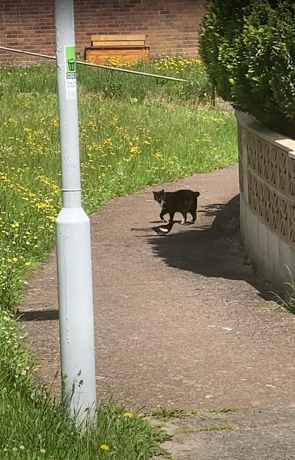 だるまさんがころんだでもしているの？猫の後ろをずっと付いていくカササギ。ところが猫が振り返るとその度に・・