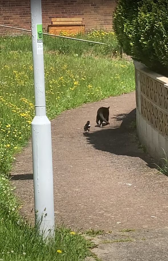 だるまさんがころんだでもしているの？猫の後ろをずっと付いていくカササギ。ところが猫が振り返るとその度に・・