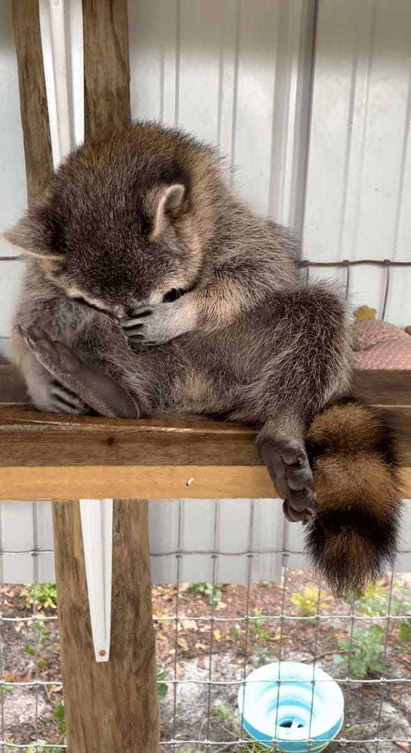 救助保護されたアライグマ。自分が野生動物だったことはすっかり忘れたようで、安心しきった無防備な寝姿を見せてくれました