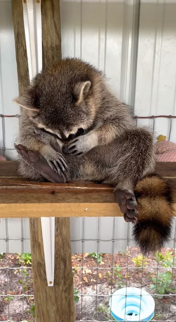 救助保護されたアライグマ。自分が野生動物だったことはすっかり忘れたようで、安心しきった無防備な寝姿を見せてくれました