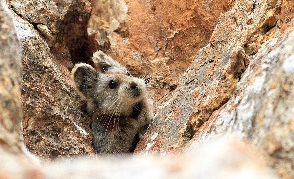 もふもふカワイイ！絶滅危惧種イリナキウサギが20年ぶりに中国で発見される