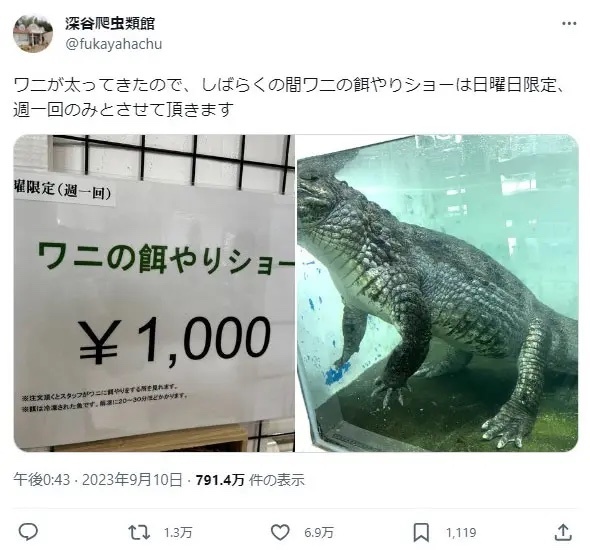 深谷爬虫類館のワニの餌やりショーが週一開催に　理由は「ワニが太ってきた為」