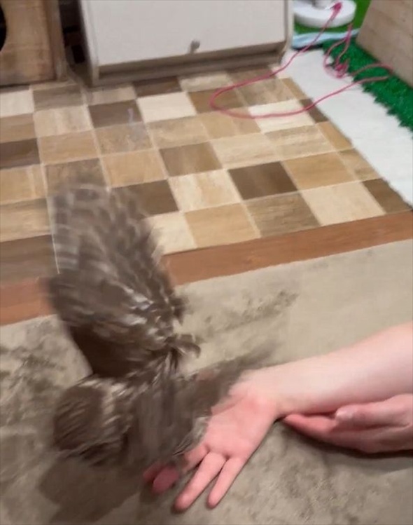 飼い主さんの手を追うフクロウがかわいすぎる!「おててが好きなんだね」「かわいすぎる!」