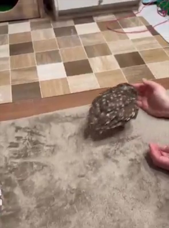飼い主さんの手を追うフクロウがかわいすぎる!「おててが好きなんだね」「かわいすぎる!」