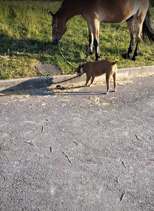 文字通り道草を食う馬。そんな馬のことを、犬がリードを一生懸命に引っ張り厩舎まで連れて来てくれました！！【海外・動画】