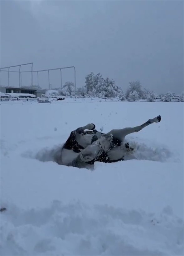 ふかふかの雪の上で転がってはしゃぐ馬。「雪上ゴロリスト」がかわいすぎる！