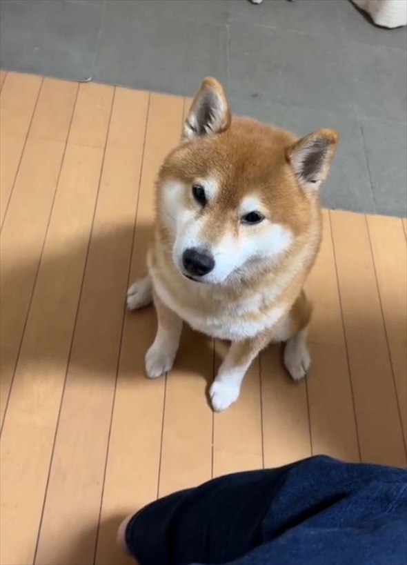 控えめなアピールがいじらしくてかわいい！撫でてほしい柴犬はお座りして・・飼い主さんをじっと見つめてる！