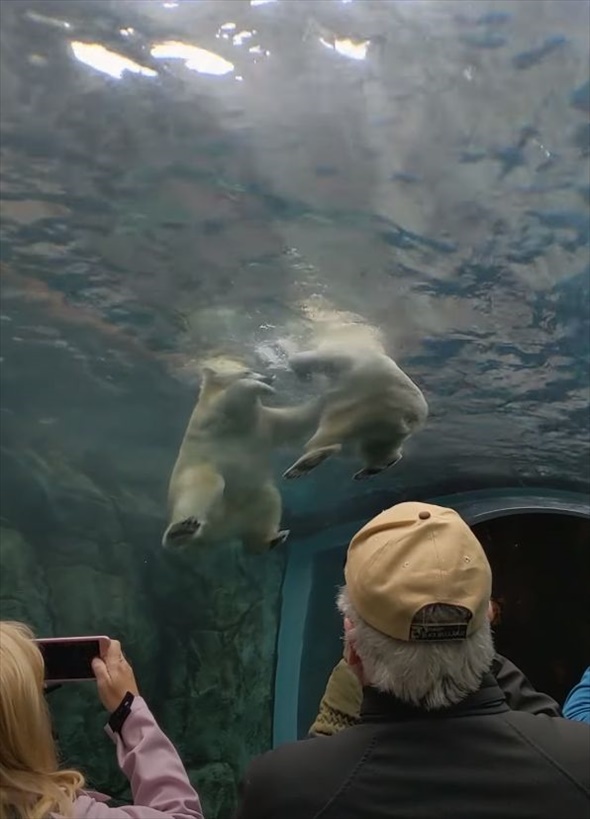 カナダの動物園で目撃されたプールで遊ぶホッキョクグマの姿。それはなんと見上げる角度で撮られていたのです！！